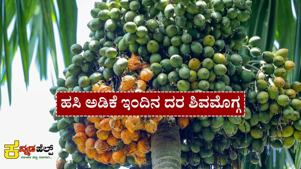 hasi adike rate today shivamogga karnataka