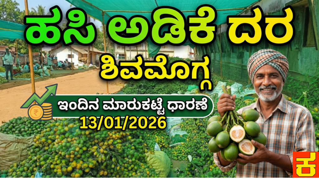 Raw Areca nut today's rate Shivamogga 13/01/2026 in this related content make attractive thumbnail